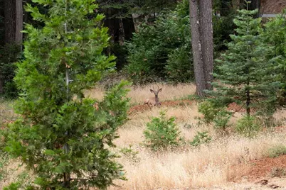 14585 Banner Lava Cap Road, Nevada City, CA 95959 - Photo 41