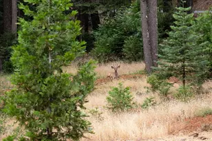 14585 Banner Lava Cap Rd, Nevada City, CA 95959 - Photo 41