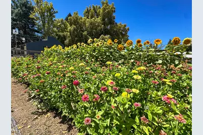 38364 Wisteria Way, Davis, CA 95616 - Photo 93