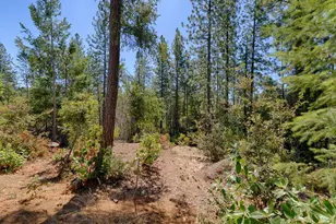 5540 Pine Ridge Rd, Foresthill, CA 95631 - Photo 19