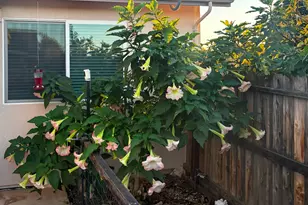 327 Manor Dr, Ione, CA 95640 - Photo 53