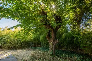 1023 Downing Ave, Chico, CA 95926 - Photo 15