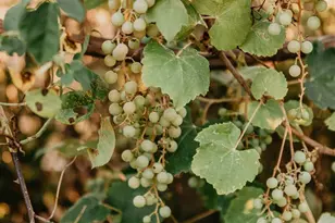 49100 Wickersham Rd, Geyserville, CA 95441 - Photo 11