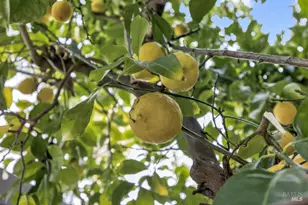 1330 Blackberry Ct, Dixon, CA 95620 - Photo 49