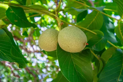 3126 Edgewood Drive, Kelseyville, CA 95451 - Photo 61