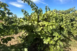 21601 N Kennefick Rd, Acampo, CA 95220 - Photo 1