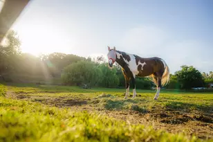 2701 Rattlesnake Rd, Newcastle, CA 95658 - Photo 1