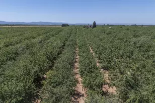 1450 Alexander Hill Ln, Dunnigan, CA 95937 - Photo 1