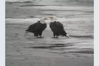 976 Winborne, Lake Summerset, IL 61019 - Photo 15