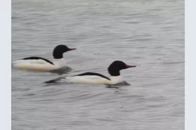 1306 Chadbourne Drive, Davis, IL 61019 - Photo 25