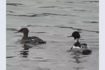 1306 Chadbourne Drive, Davis, IL 61019 - Photo 33