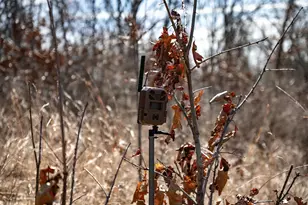 0 Holly Rd, Fulton, IL 61252 - Photo 29