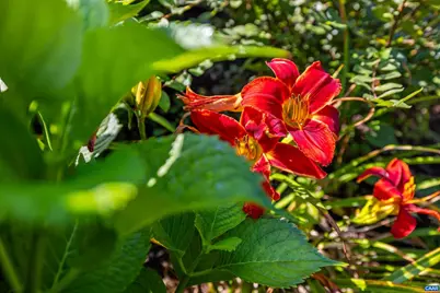 137 Diamond Ct, Harrisonburg, VA 22801 - Photo 53