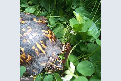 1213 McKinley Street, Annapolis, MD 21403 - Photo 31