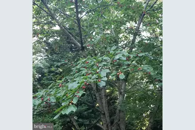 1154 Willow Lane, Annapolis, MD 21409 - Photo 35