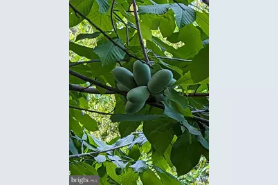 1154 Willow Lane, Annapolis, MD 21409 - Photo 37