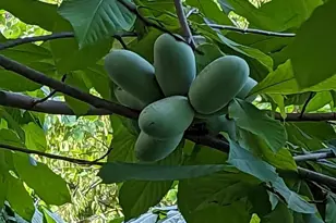 1154 Willow Ln, Annapolis, MD 21409 - Photo 37