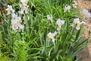 98 Duke of Gloucester St, Annapolis, MD 21401 - Photo 7