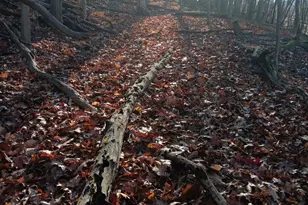 Gray Ave, Cumberland, MD 21502 - Photo 1