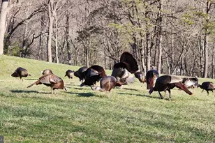 887 Weires Ave, Lavale, MD 21502 - Photo 89