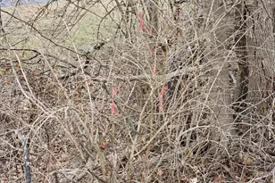 20117 McMullen Hwy SW, Rawlings, MD 21557 - Photo 29