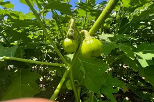 343 N Beaumont Ave, Baltimore, MD 21228 - Photo 43