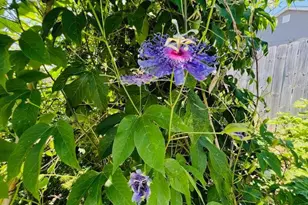 343 N Beaumont Ave, Baltimore, MD 21228 - Photo 35