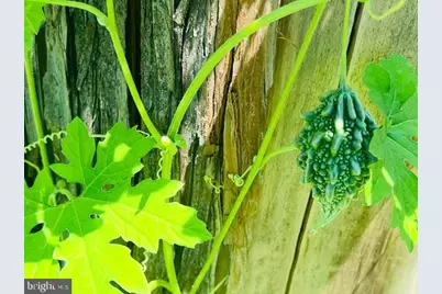 343 N Beaumont Avenue, Baltimore, MD 21228 - Photo 49