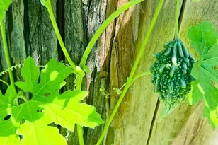 343 N Beaumont Ave, Baltimore, MD 21228 - Photo 49