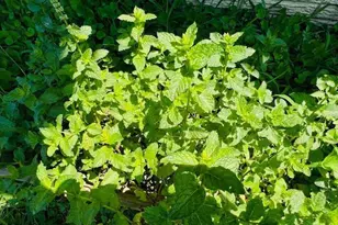 343 N Beaumont Ave, Baltimore, MD 21228 - Photo 51