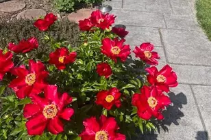 1516 Ridge Rd, Baltimore, MD 21228 - Photo 19