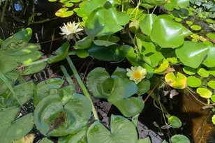 1516 Ridge Rd, Baltimore, MD 21228 - Photo 9