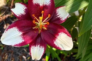 2316 Bauernschmidt, Essex, MD 21221 - Photo 79