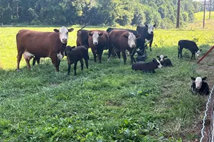 13 Farm Ridge Ct, Baldwin, MD 21013 - Photo 57