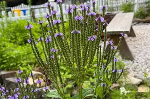 331 Whitfield Rd, Baltimore, MD 21228 - Photo 43