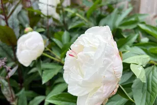 223 Regester Ave, Baltimore, MD 21212 - Photo 53