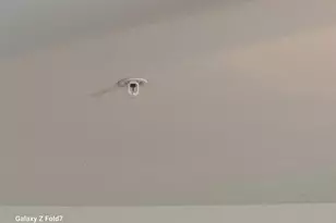 9324 Esplanade Ct, Owings Mills, MD 21117 - Photo 31