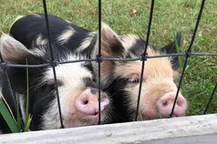 1730 Western Run Rd, Cockeysville, MD 21030 - Photo 21