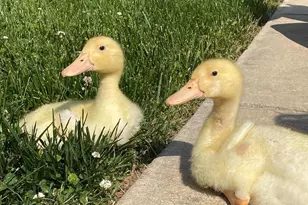 1730 Western Run Rd, Cockeysville, MD 21030 - Photo 23