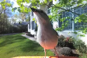 3618 Jackson Cabin Rd, Phoenix, MD 21131 - Photo 67