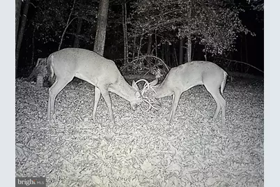 2555 Hancock Run Road, Nanjemoy, MD 20662 - Photo 17