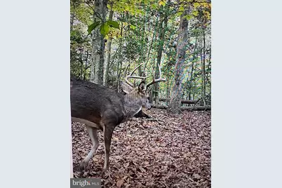 2555 Hancock Run Road, Nanjemoy, MD 20662 - Photo 19