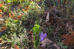 2805 Stavors Rd, Waldorf, MD 20603 - Photo 39