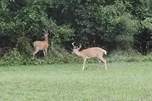 15184 Jarrell Rd, Goldsboro, MD 21636 - Photo 77