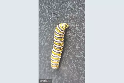 1815 Manchester Road, Westminster, MD 21157 - Photo 41