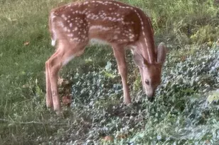 901 Look About Rd, Westminster, MD 21158 - Photo 55