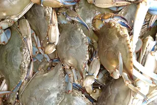 700 Cattail Cv, Cambridge, MD 21613 - Photo 37