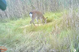 2703 Toddville Rd, Toddville, MD 21672 - Photo 23