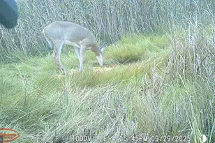 2703 Toddville Rd, Toddville, MD 21672 - Photo 39