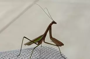 2212 Winterberry Ln, Cambridge, MD 21613 - Photo 11